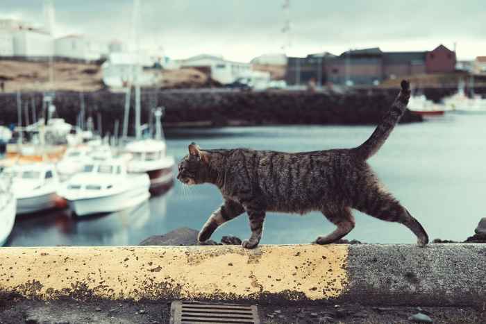 Katt i hamn