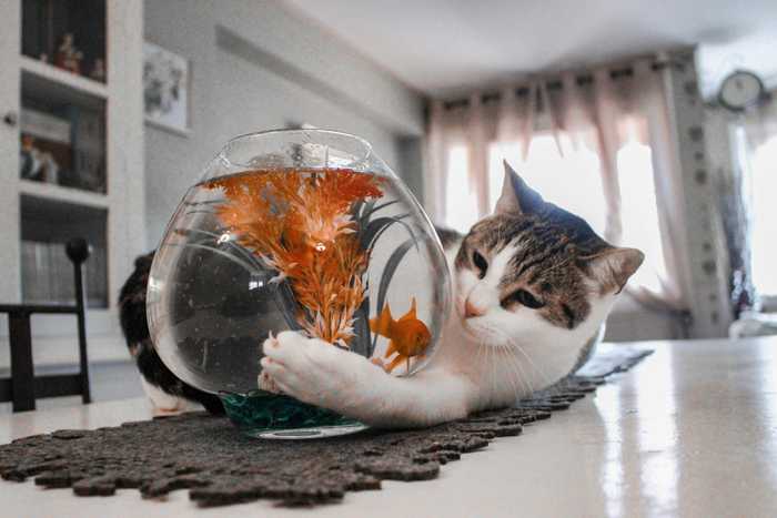 Katt i fönster