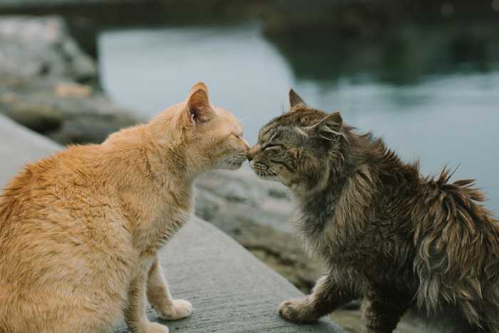 Katter som pussas