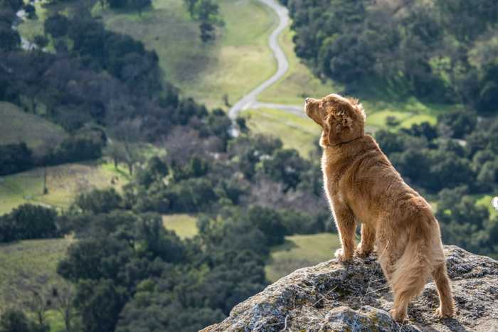 Hund uppe på ett berg